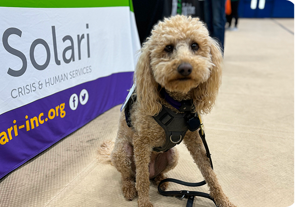 A curly-haired dog sits on the floor next to a Solari Crisis and Human Services banner, wearing a harness and leash.